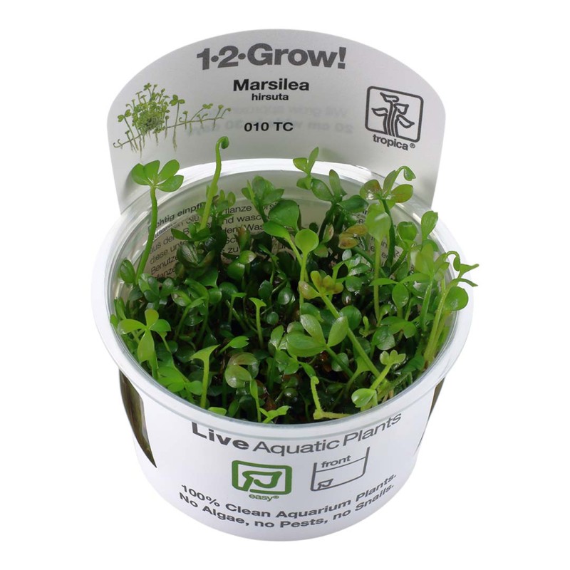 Marsilea hirsuta in vitro