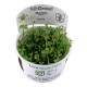 Marsilea hirsuta in vitro