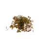 Ludwigia palustris 'Super Red'