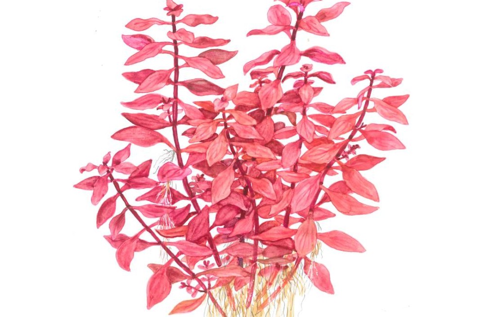 Discover our Latest Collection of Lush, Healthy Aquatic Plants!