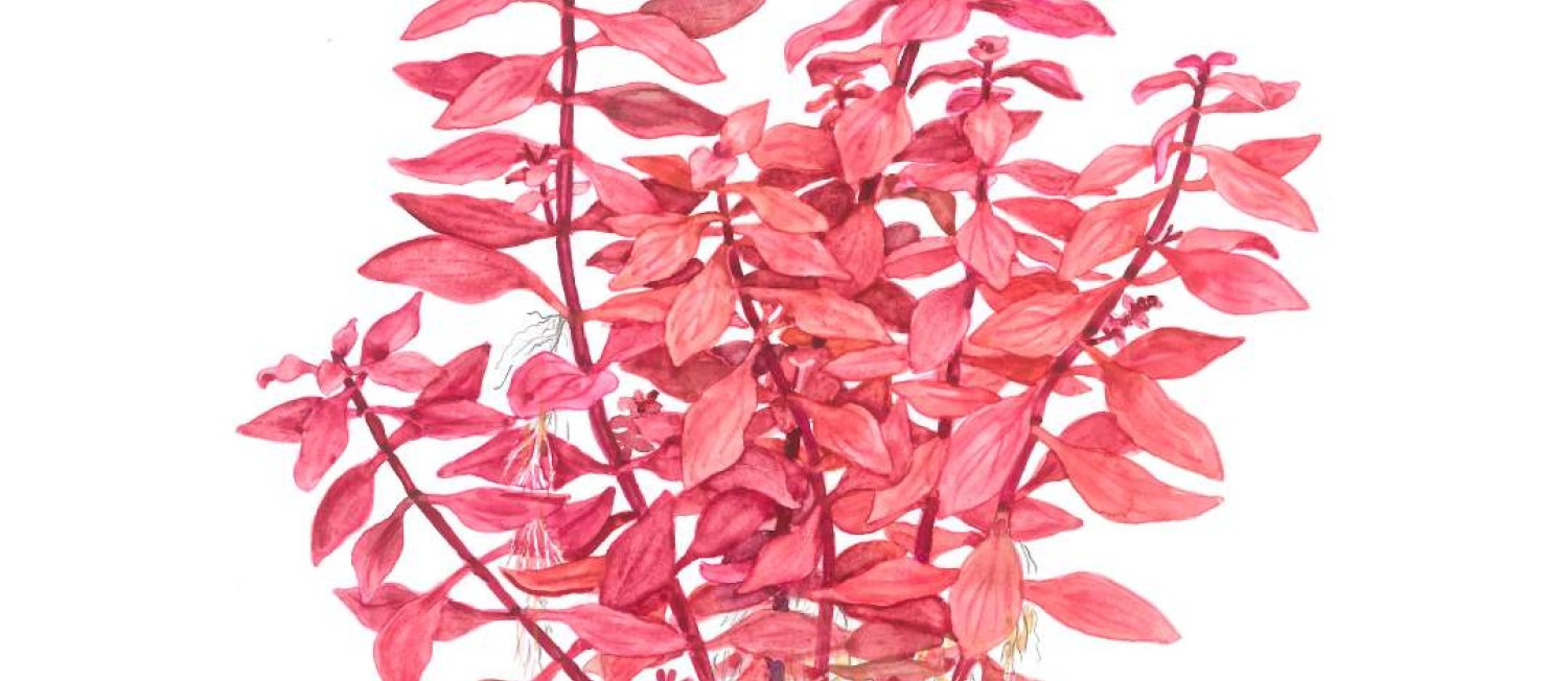 Discover our Latest Collection of Lush, Healthy Aquatic Plants!
