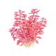 Ludwigia palustris 'Super Red'