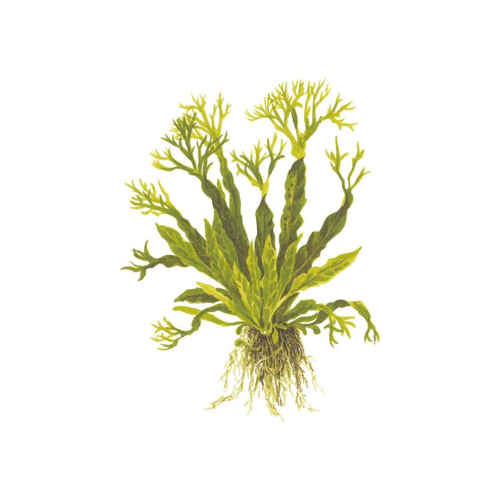 Microsorum pteropus Windelov
