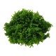 Monosolenium tenerum in vitro