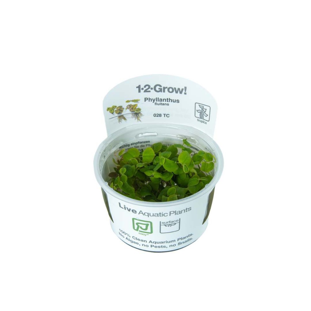 Phyllanthus fluitans in vitro