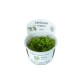 Phyllanthus fluitans in vitro
