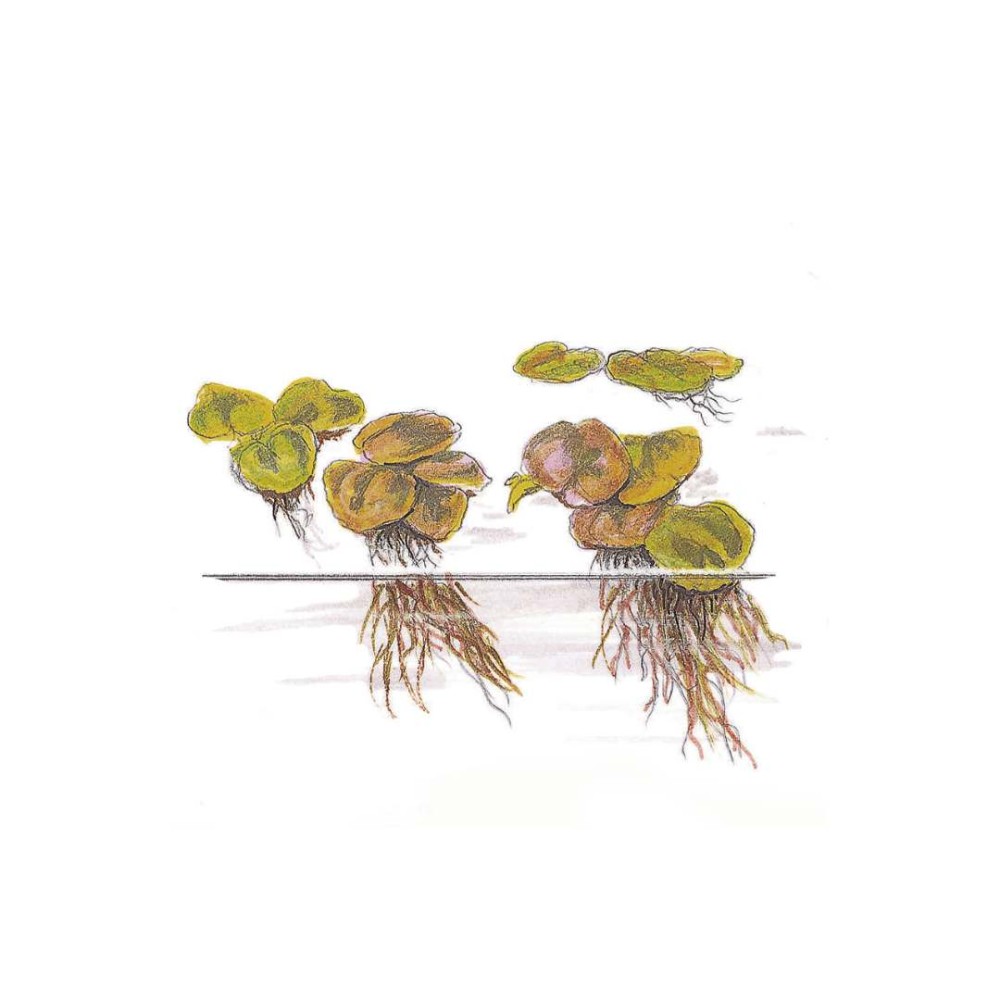 Phyllanthus fluitans in vitro