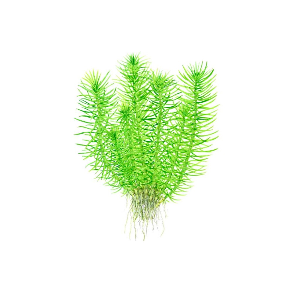 Pogostemon deccanensis in vitro