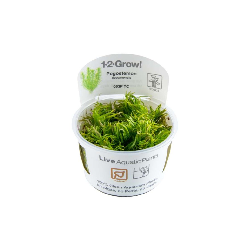 Pogostemon deccanensis in vitro