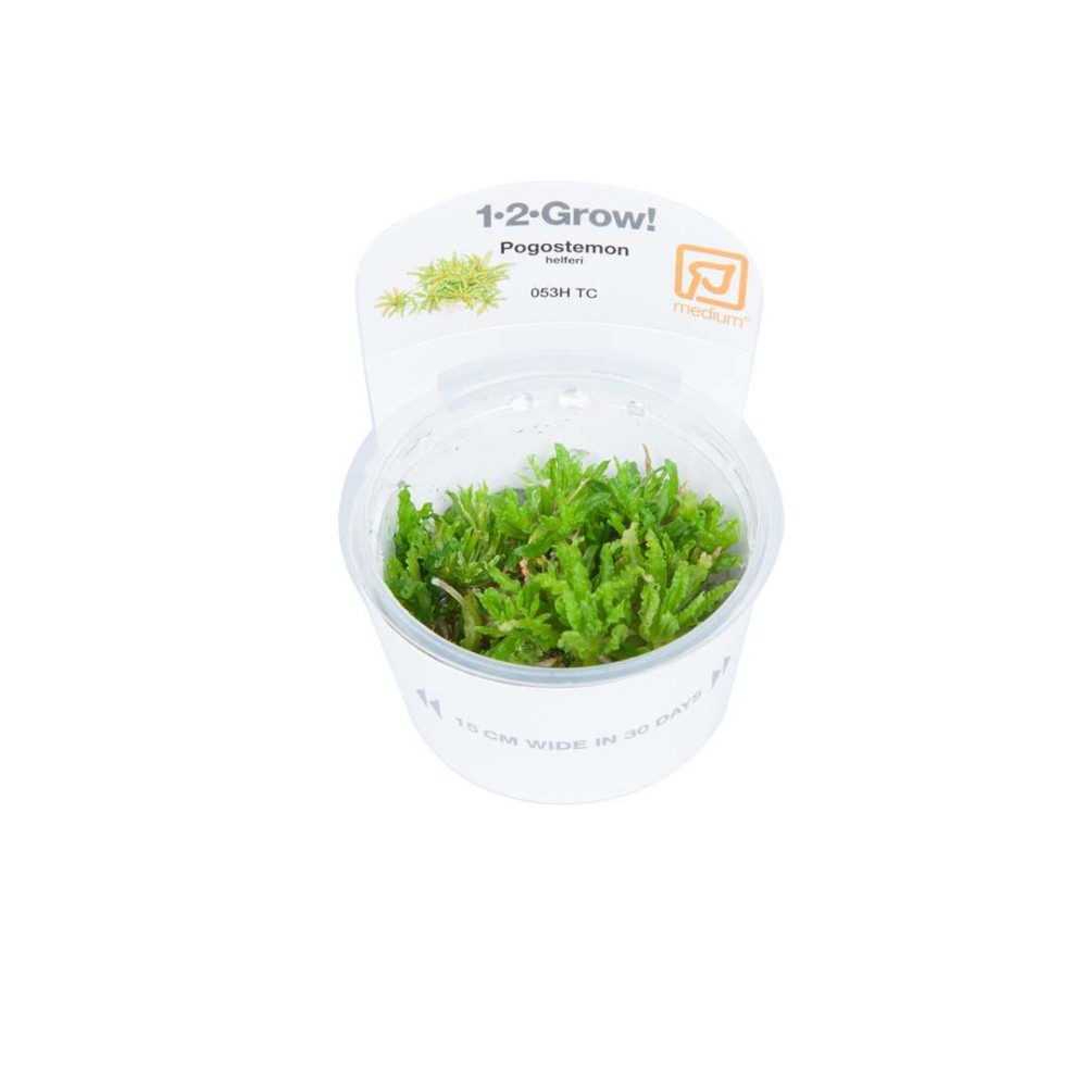Pogostemon helferi in vitro