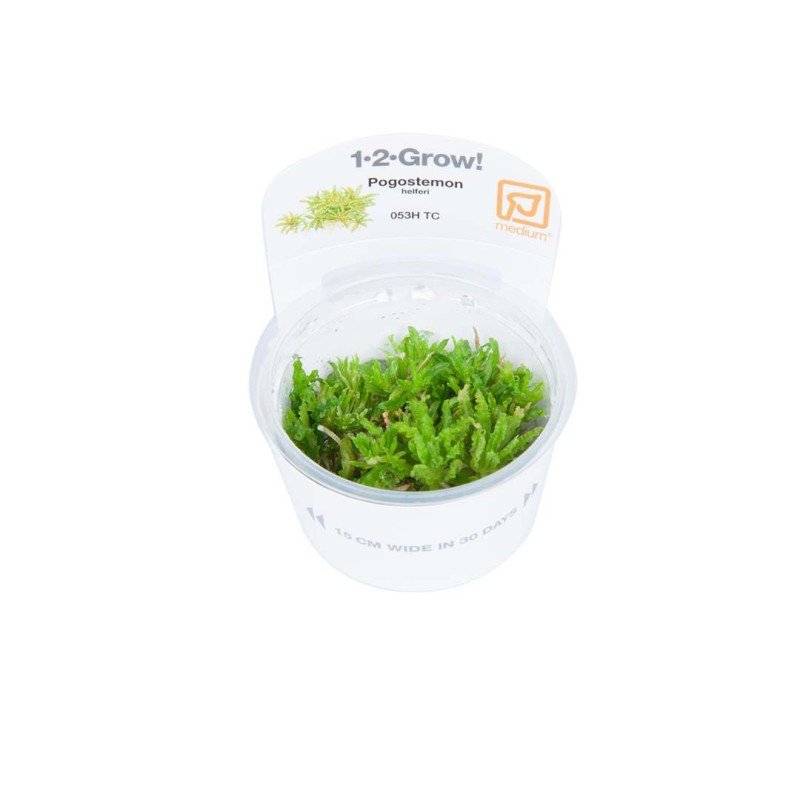 Pogostemon helferi in vitro
