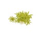 Pogostemon helferi in vitro
