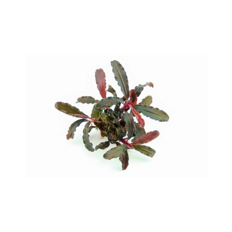 Bucephalandra Red Scorpio