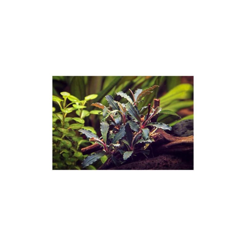 Bucephalandra Red Scorpio