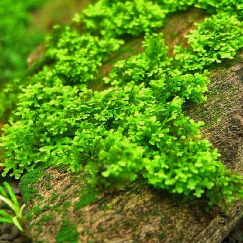 Riccardia chamedryfolia In-Vitro