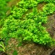 Riccardia chamedryfolia In-Vitro