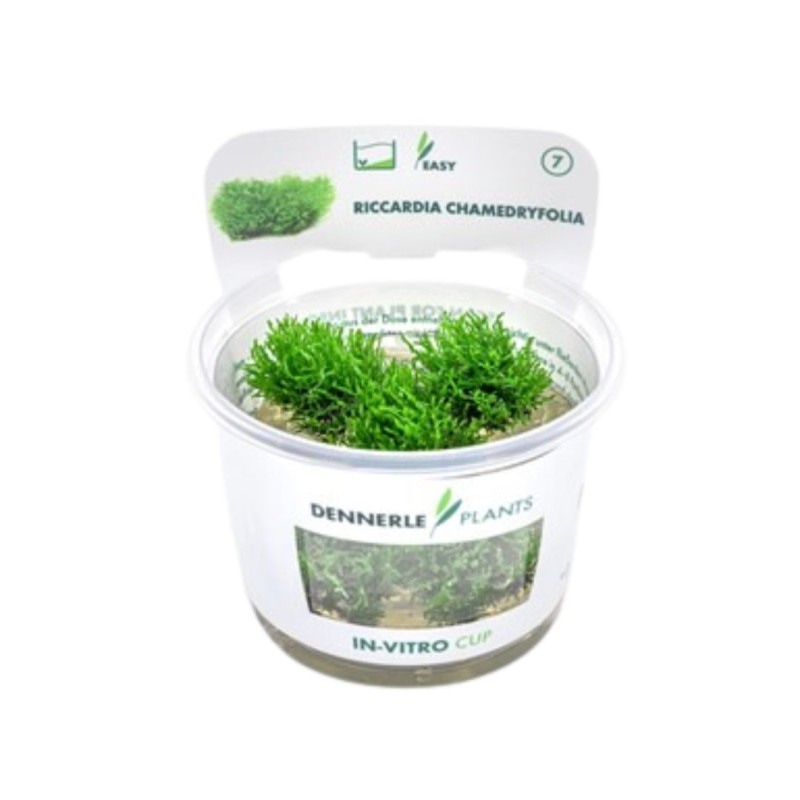 Riccardia chamedryfolia In-Vitro