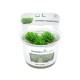Riccardia chamedryfolia In-Vitro