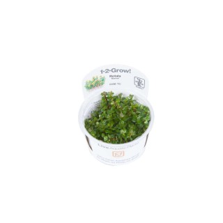 Rotala indica Bonsai