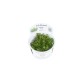 Rotala indica “Bonsai” in vitro