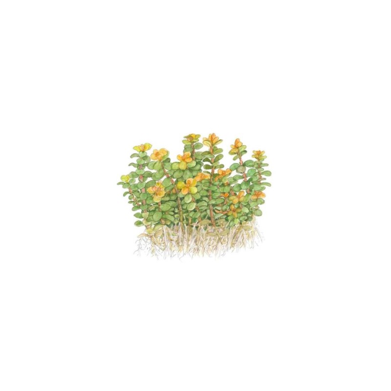 Rotala indica “Bonsai” in vitro
