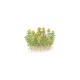 Rotala indica “Bonsai” in vitro