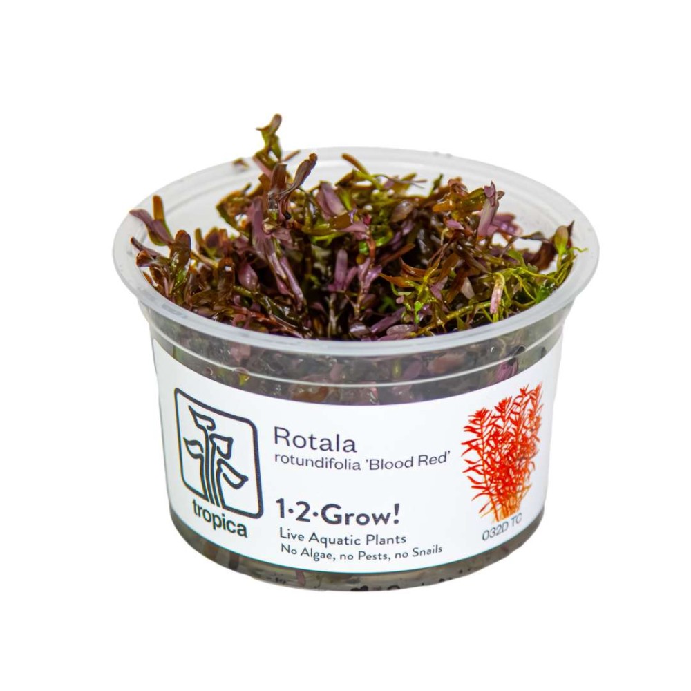 Rotala rotundifolia“Blood-Red”  in vitro