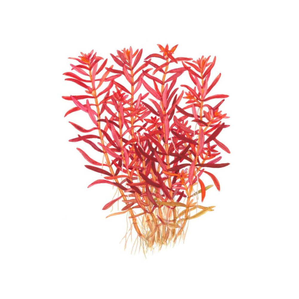 Rotala rotundifolia“Blood-Red”  in vitro