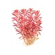 Rotala rotundifolia“Blood-Red”  in vitro