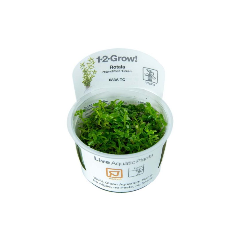 Rotala rotundifolia green in vitro