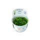 Rotala rotundifolia green in vitro