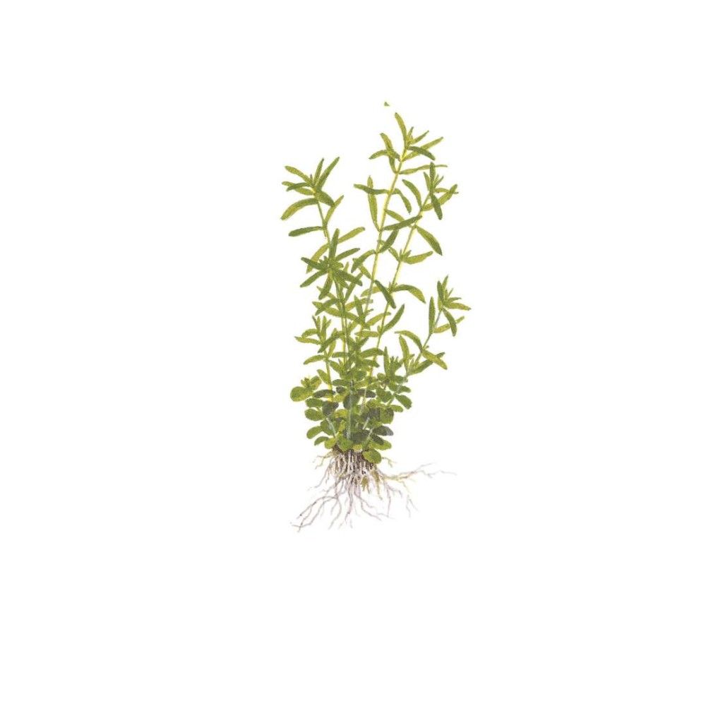 Rotala rotundifolia green in vitro