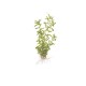 Rotala rotundifolia green in vitro