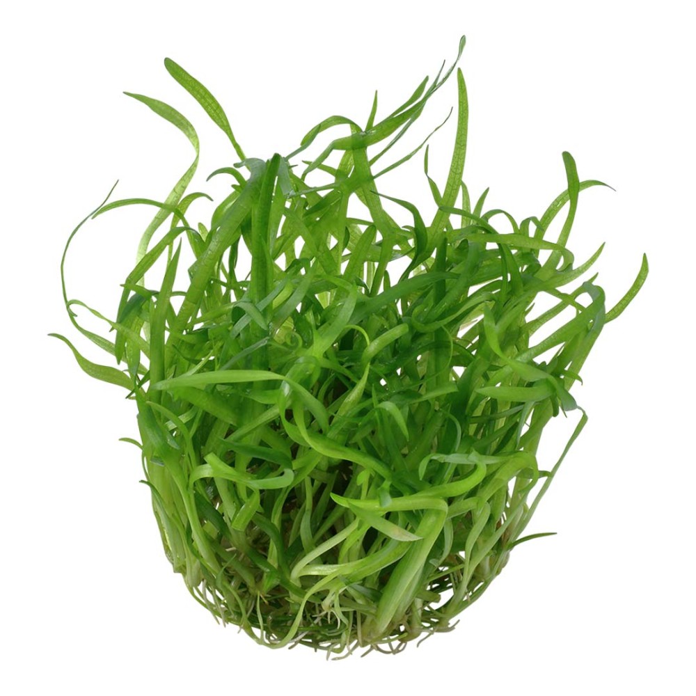 Sagittaria subulata in vitro