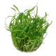 Sagittaria subulata in vitro