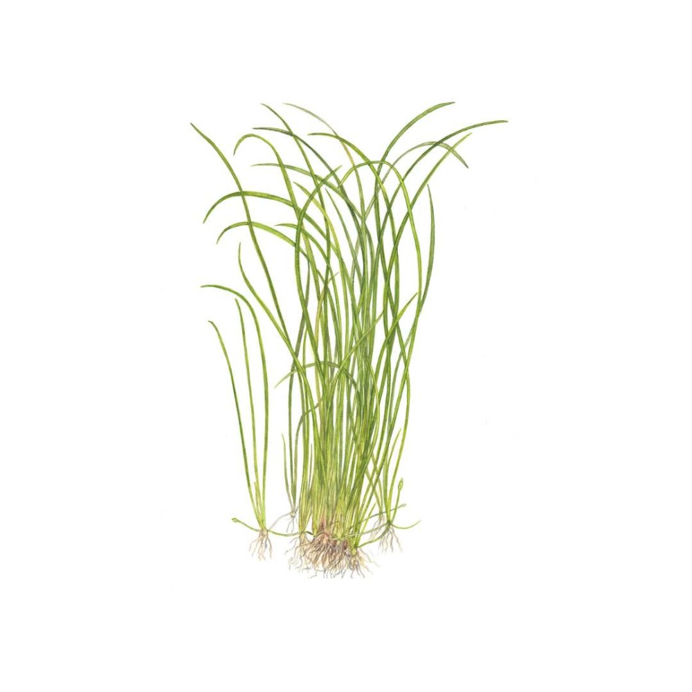 Sagittaria subulata needle leaf in vitro