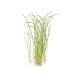 Sagittaria subulata needle leaf in vitro