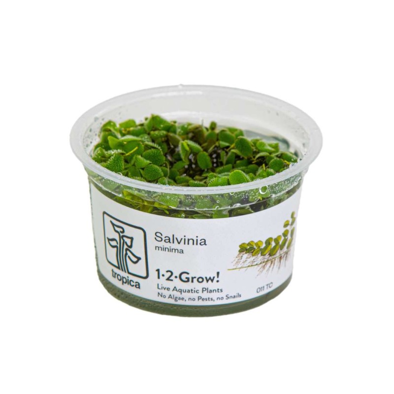 Salvinia minima in vitro