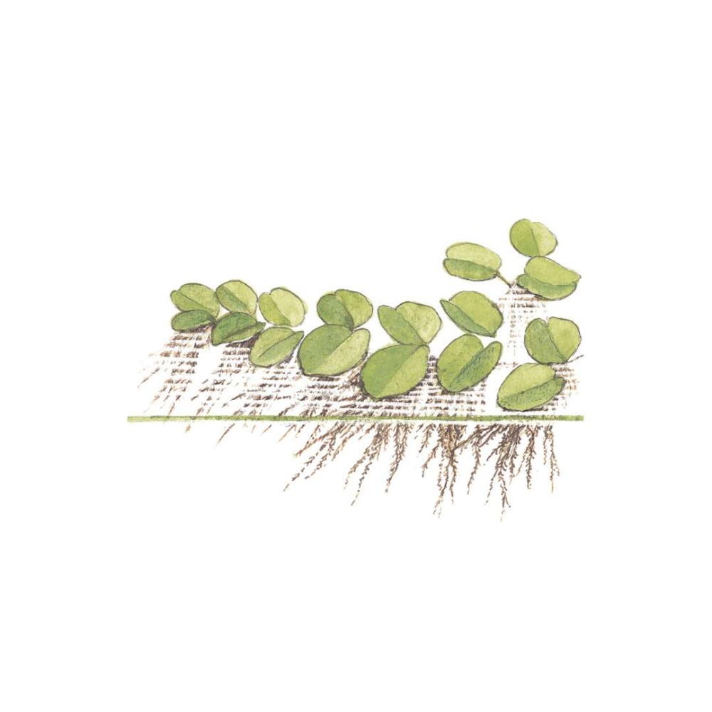 Salvinia minima in vitro