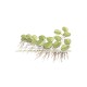 Salvinia minima in vitro