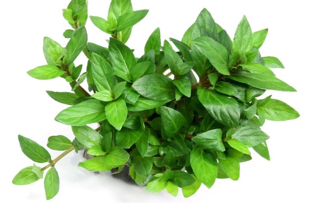 New Plant Arrivals! 