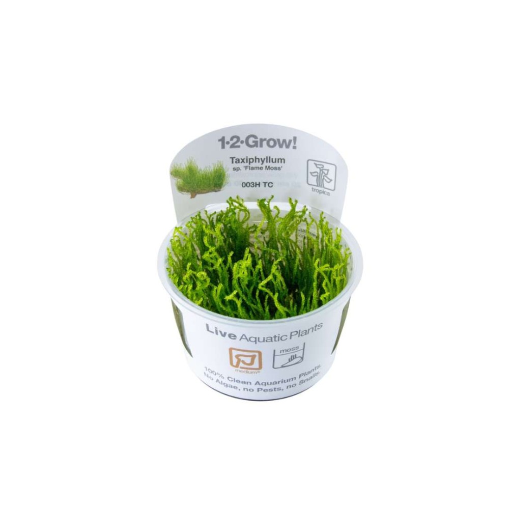 Taxiphyllum sp. Flame Moss in vitro