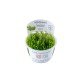 Taxiphyllum sp. Flame Moss in vitro