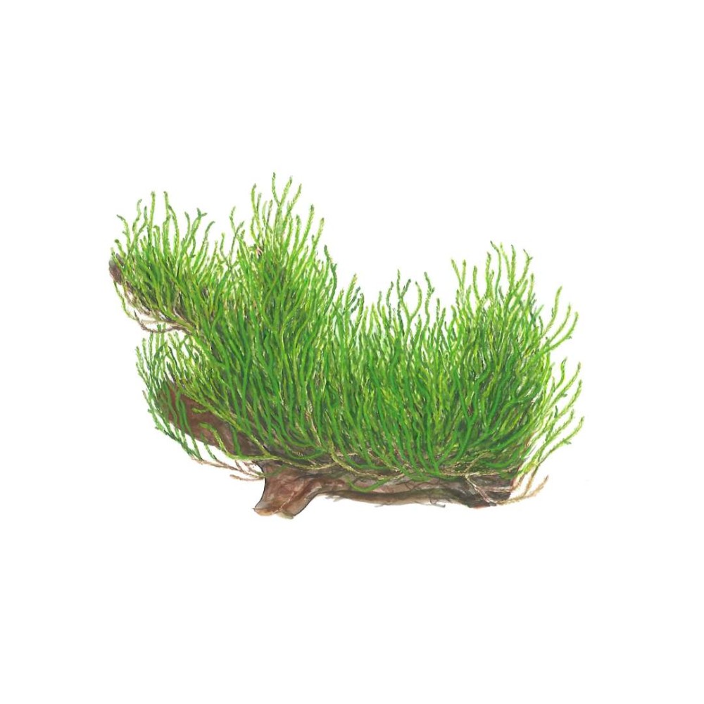 Taxiphyllum sp. Flame Moss in vitro