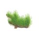 Taxiphyllum sp. Flame Moss in vitro