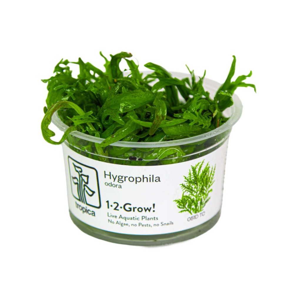 Hygrophila odora in vitro