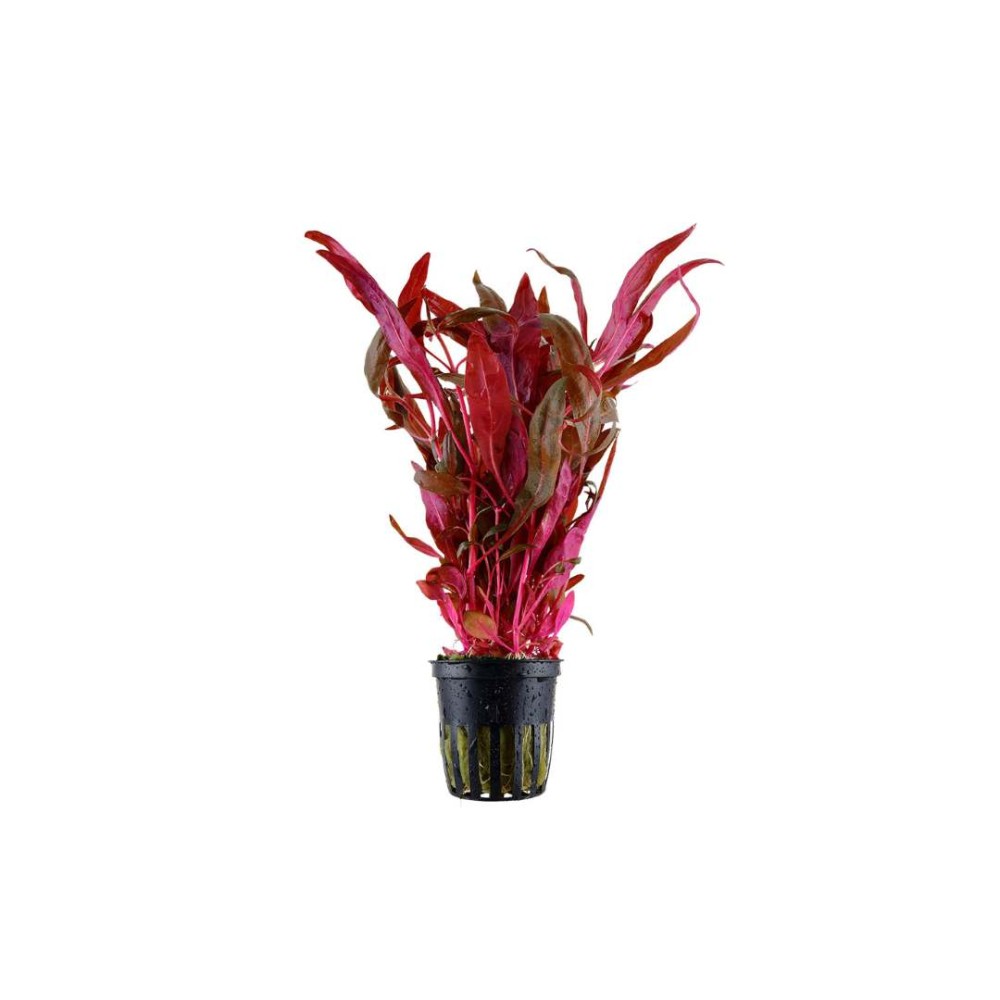 Alternanthera reineckii Pink