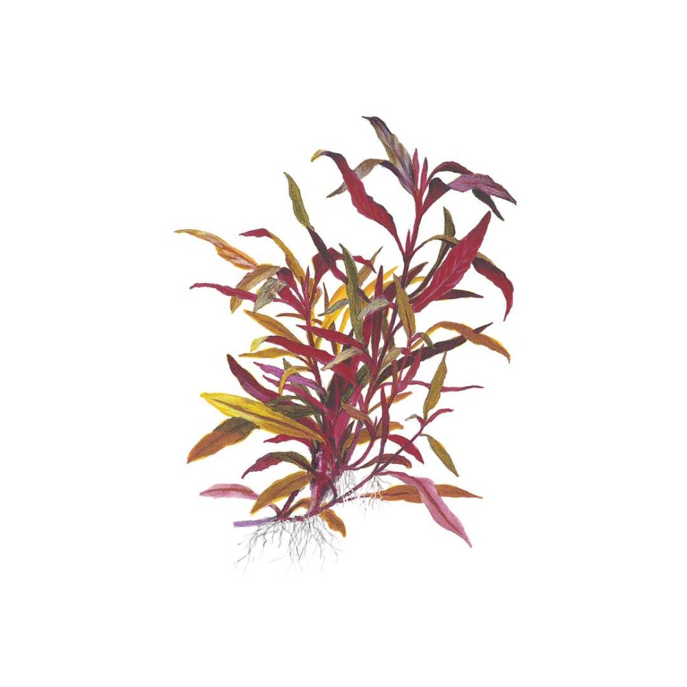 Alternanthera reineckii Pink