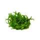 Hygrophila odora in vitro