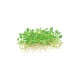 Marsilea minuta in vitro